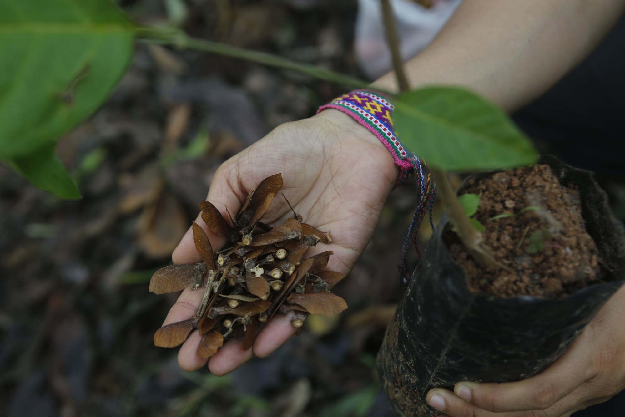 Cosecha medicinal / Foto: Martin Alvarado / Archivo CRESPIAL