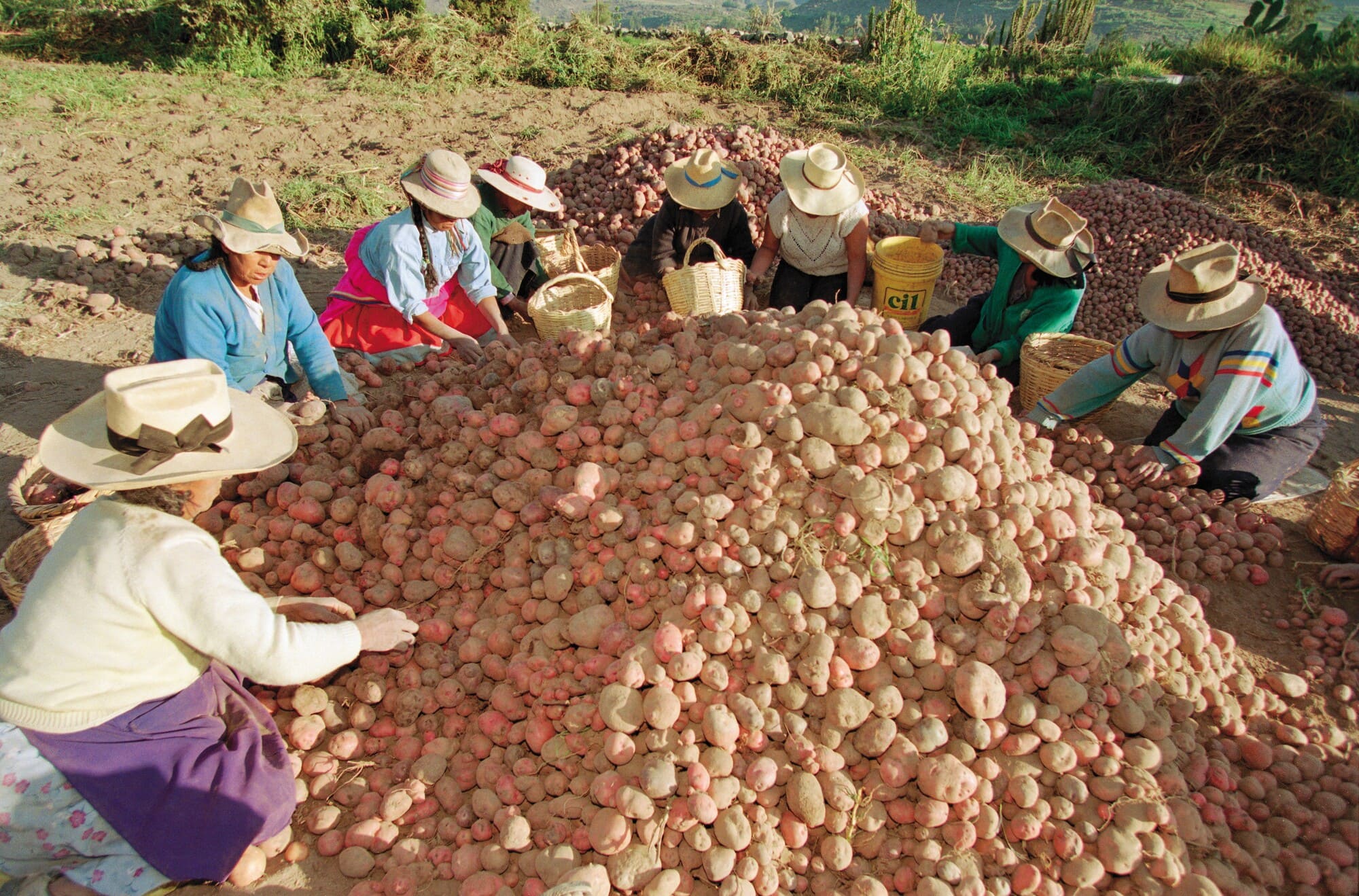 Abundancia campesina / Foto: Martin Alvarado / Archivo CRESPIAL